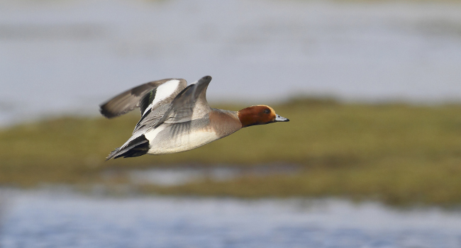 Canard siffleur (Anas penelope) - Crédit photo : Emile Barbelette