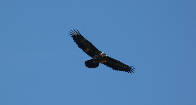 Gypaète barbu juvénile (Gypaetus barbatus) - Crédit photo : Aurélie Guégnard