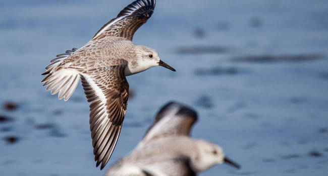 Becasseaux sanderling (Calidris alba) – Crédit photo : Patrick Beaurain