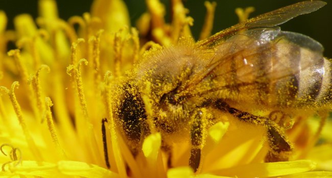 Abeille domestique (Apis mellifera) - Crédit photo : Lydie Gourraud