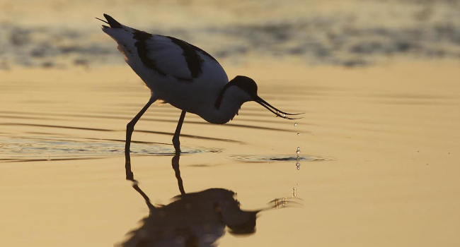 Avocette Élégante (Recurvirostra avosetta) -  Crédit photo : Fabrice Cahez