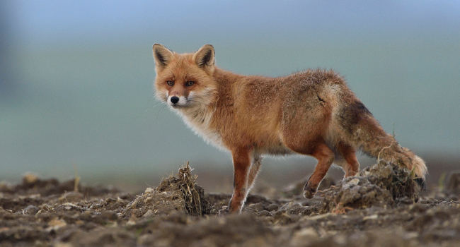 Renard roux (Vulpes vulpes) – Crédit photo : Fabrice Cahez