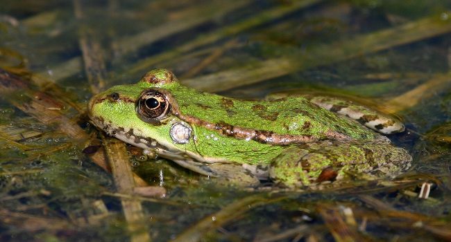 La contamination des eaux menace la vie aquatique et des études ont montré que les herbicides contenant du glyphosate peuvent être toxiques pour les grenouilles et les crapauds. Grenouille verte (Rana esculenta) – Crédit photo : Christian Aussaguel 