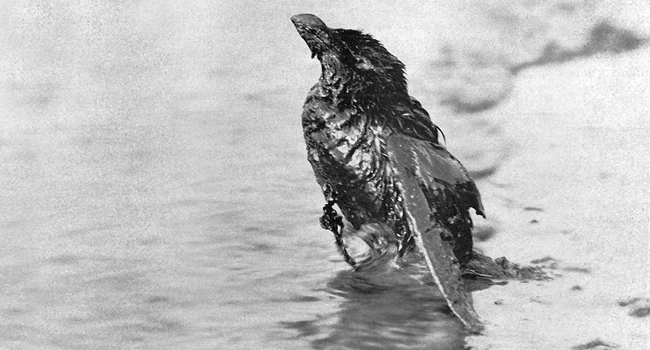 Pingouin torda (Alca torda) mazouté – Crédit photo : F. Bel et G. Vienne / L'Homme et l'Oiseau