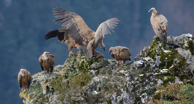 Vautour fauve (Gyps fulvus) – Crédit photo : Fabrice Cahez