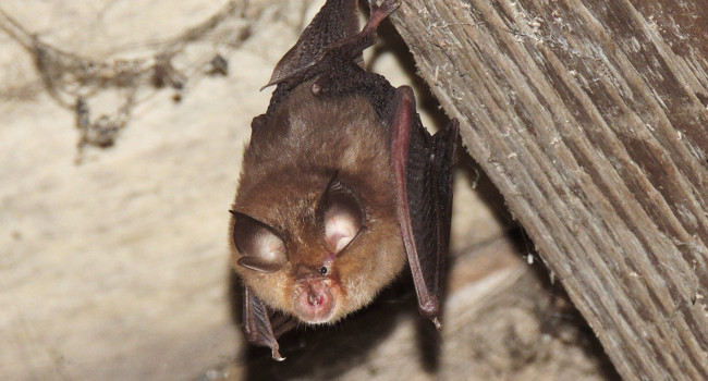 Petit Rhinolophe (Rhinolophus hipposideros) - Crédit photo : Elisa Daviaud