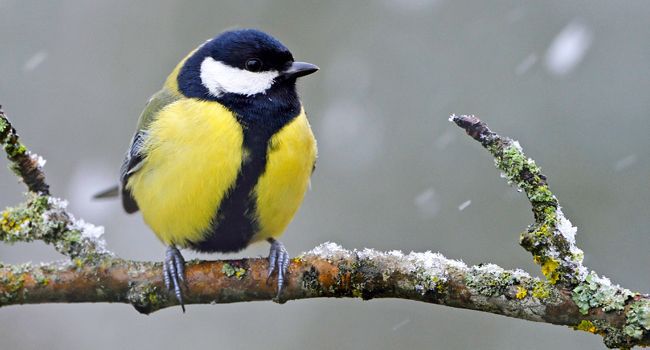 Mésange charbonnière (Parus major) – Crédit photo : Fabrice Cahez