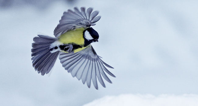 Mésange charbonnière (Parus major) - Crédit photo : David Allemand