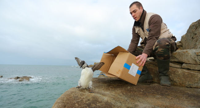 Guillemot de Troïl (Uria aalge) – Crédit photo : Gilles Bentz / LPO