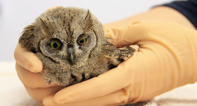 Petit-duc scops (Otus scops) - Crédit photo : LPO