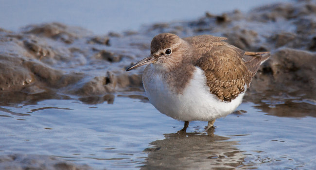 Chevalier Guignette (Actitis hypoleucos) – Crédit photo : Patrick Beaurain