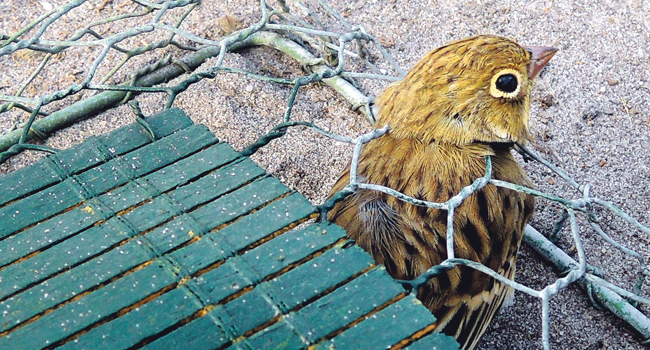 Bruant ortolan (Emberiza hortulana) - Crédit photo : CABS