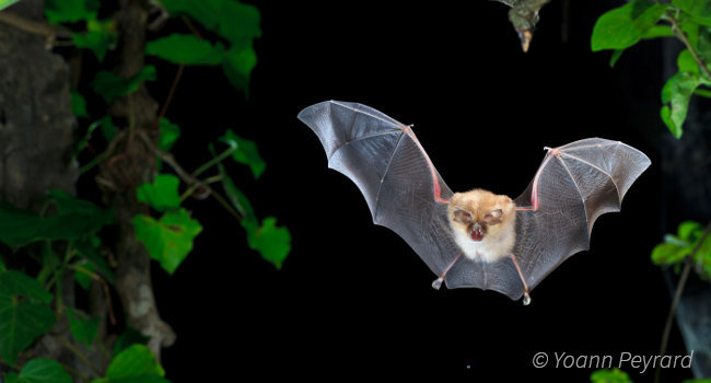 Petit rhinolophe (Rhinolophus hipposideros) – Crédit photo : Yoann Peyrard