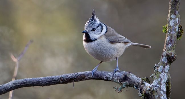 Mésange huppée (Lophophanes cristatus) - Crédit photo : Frans Pelsmaekers