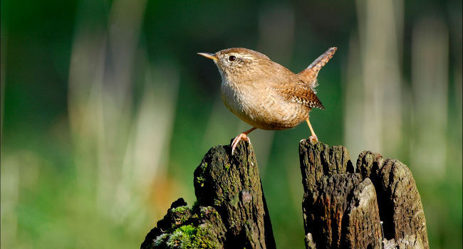 Troglodyte mignon (Troglodytes troglodytes)  - Crédit photo : Jean-Paul Leau