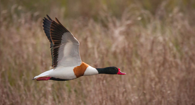 Tadorne de Belon (Tadorna tadorna) – Crédit photo : Patrick Beaurain