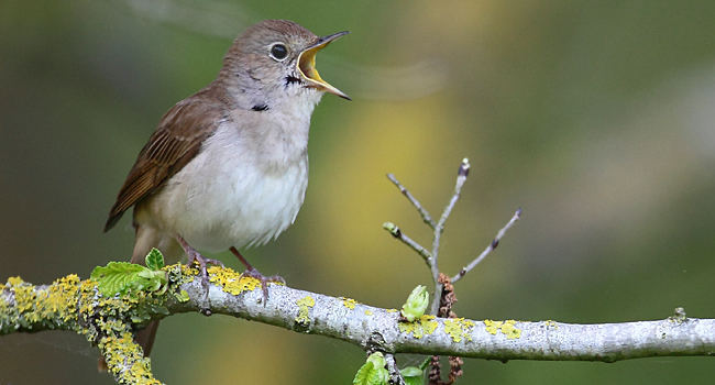 Rossignol philomèle (Luscinia megarhynchos) – Crédit photo : Emile Barbelette