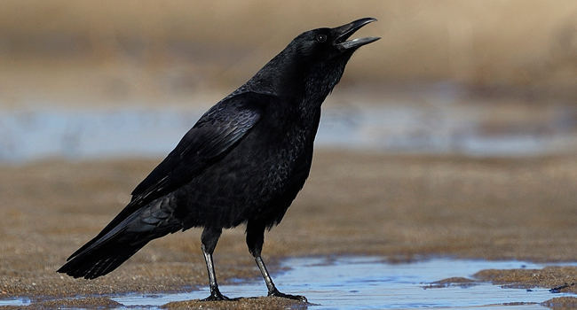 Corneille noire (Corvus corone) – Crédit photo : Fabrice Cahez