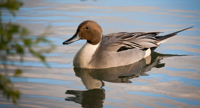 Canard pilet (Anas acuta) Crédit photo : Patrick Beaurain