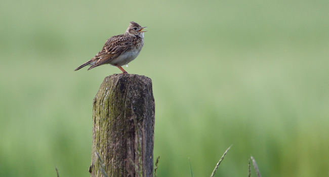 Alouette des champs (Alauda arvensis) – Crédit photo : Fabrice Cahez