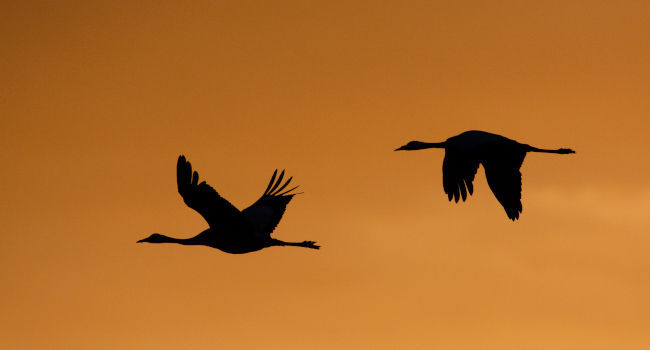 Grues cendrées (Grus grus) - Crédit photo : Fabrice Cahez