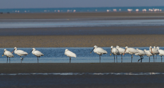 Spatule blanche (Platalea leucorodia) - Crédit photo : Hichem Azafzaf