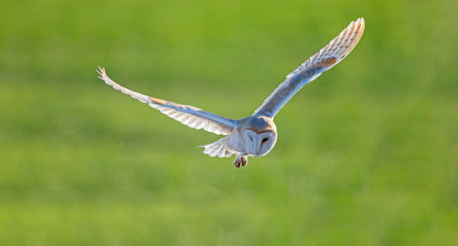 Effraie des clochers (Tyto alba) - Crédit photo : David Allemand