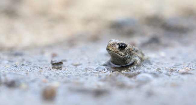 crapaud calamite corinne rolland 650