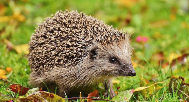 Hérisson d’Europe (Erinaceus europaeus) - Crédit photo : Alexas