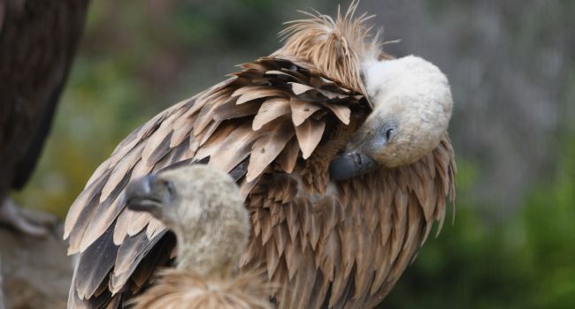 Vautour fauve (Gyps fulvus) - Crédit photo : Pascal Orabi
