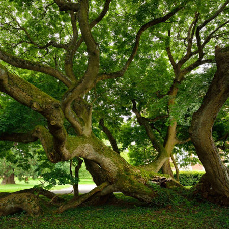 Le sophora du japon au château de Montry, région île de France - Crédit photo : Emmanuel Boitier