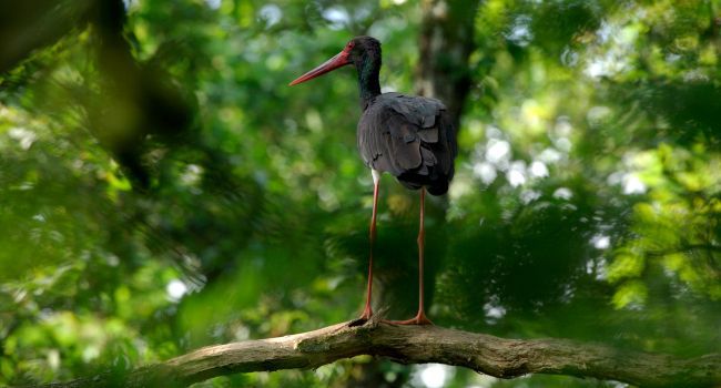 La LPO et l’ONF travaillent ensemble à la sauvegarde de la Cigogne noire (Ciconia nigra), espèce de nos forêts – Crédit photo : Fabrice Cahez
