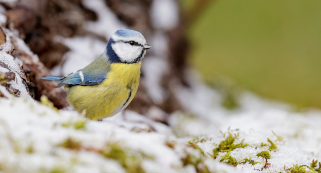 Mésange bleue (Cyanistes caeruleus) – Crédit photo : François Schneider