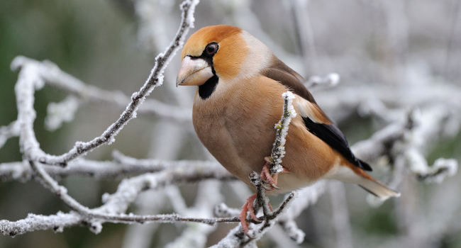 Grosbec casse-noyaux (Coccothraustes coccothraustes) – Crédit photo : Fabrice Cahez