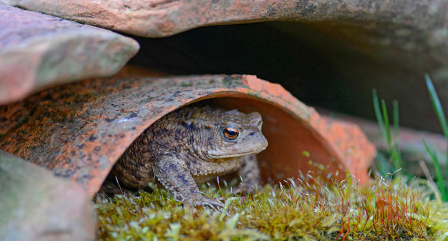 Crapaud commun (bufo bufo) - Crédit photo : Ray Kennedy / RSBP-images.com