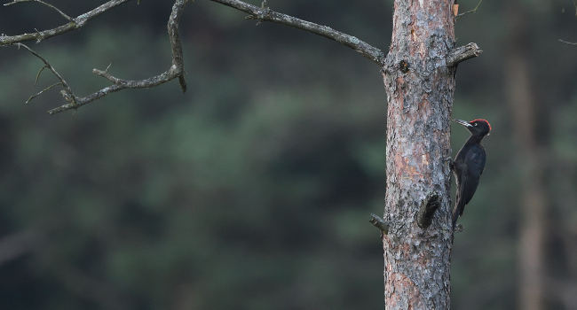 Pic noir (Dryocopus martius)  - Crédit photo : Fabrice Cahez