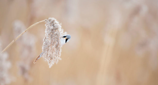 Panure à moustaches (Panurus biarmicus) Crédit photo : Michel d'Oultremont