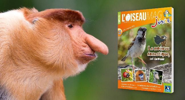 singe a nez retrousse sylvain cordier biosphoto moineau domestique alexis orseau lpo 650