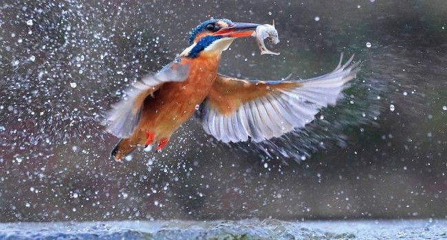 Martin-pêcheur d’Europe (Alcedo atthis) - Crédit photo : Andy Sands / NaturePL