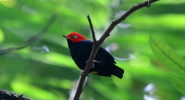 Manakin à cuisses jaunes (Dixiphia mentalis) - Crédit photo : Ben Keen