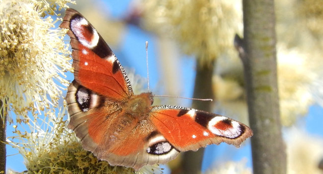 Paon du jour (Aglais io) – Crédit photo : Stéphane Baldeck