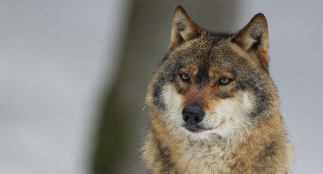 Loup gris (Canis lupus ) – Denis Simonin /  LPO Isère