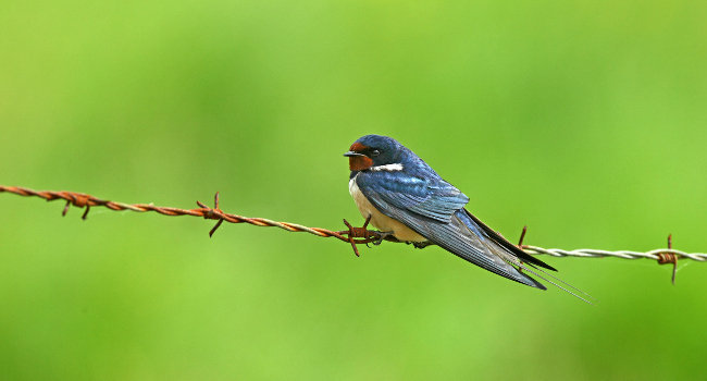 Hirondelle rustique (Hirundo rustica) - Crédit photo : Emile Barbelette
