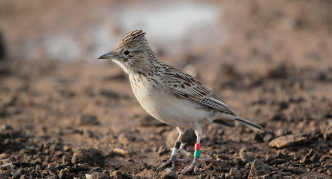 Alouette de raso (Alauda razae) - Crédit photo : Awatef Abiadh