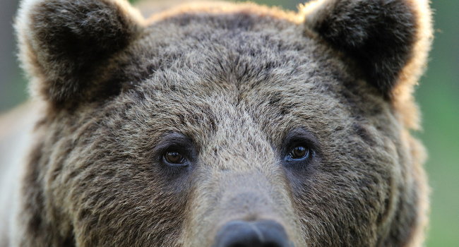 Ours brun (Ursus arctos) - Crédit photo : Association Natur'ailes