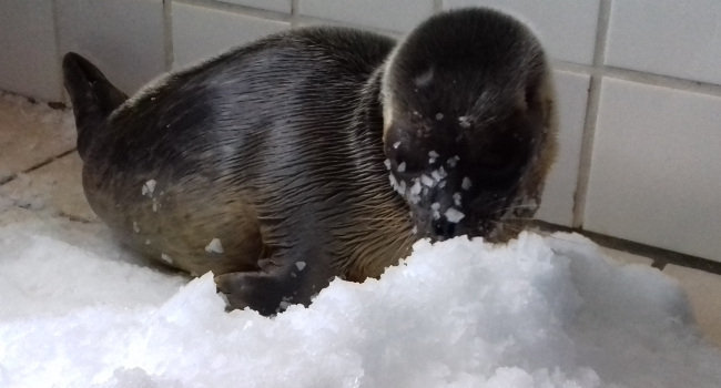 Jeune Phoque annelé (Pusa hispida) jouant dans la glace - Crédit photo : Océanopolis