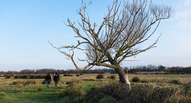 arbre rnn marais dyves david pacaud 650