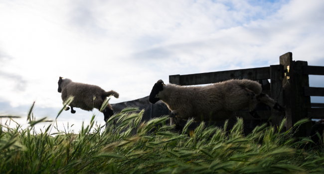 moutons rnn moeze oleron david pacaud 650