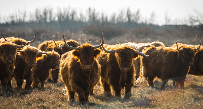 vache highland cattle rnn marais dyves david pacaud 650