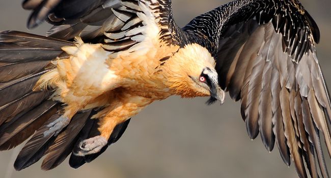 Gypaète barbu (Gypaetus barbatus) - Crédit photo : Bruno Berthémy